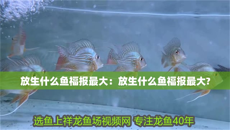放生什么魚福報(bào)最大：放生什么魚福報(bào)最大?