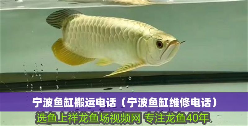 寧波魚缸搬運電話（寧波魚缸維修電話）