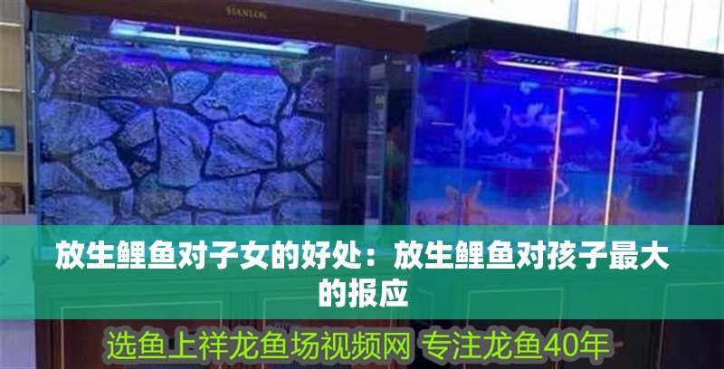 放生鯉魚對子女的好處：放生鯉魚對孩子最大的報應