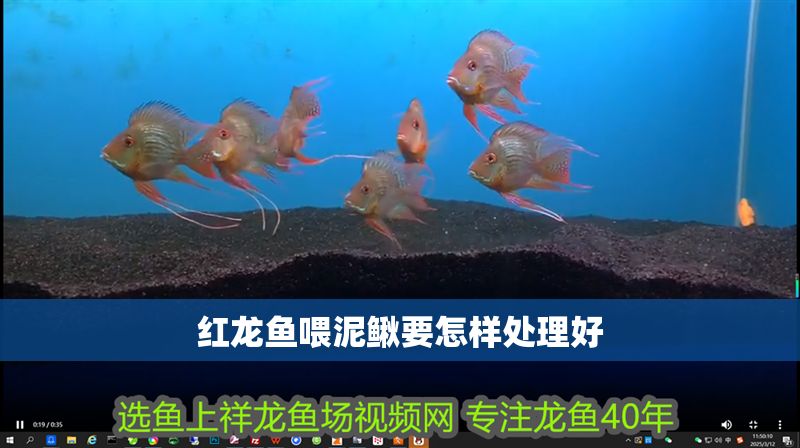 紅龍魚喂泥鰍要怎樣處理好