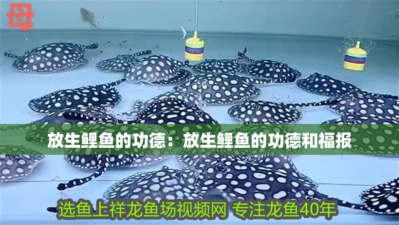 放生鯉魚(yú)的功德：放生鯉魚(yú)的功德和福報(bào)