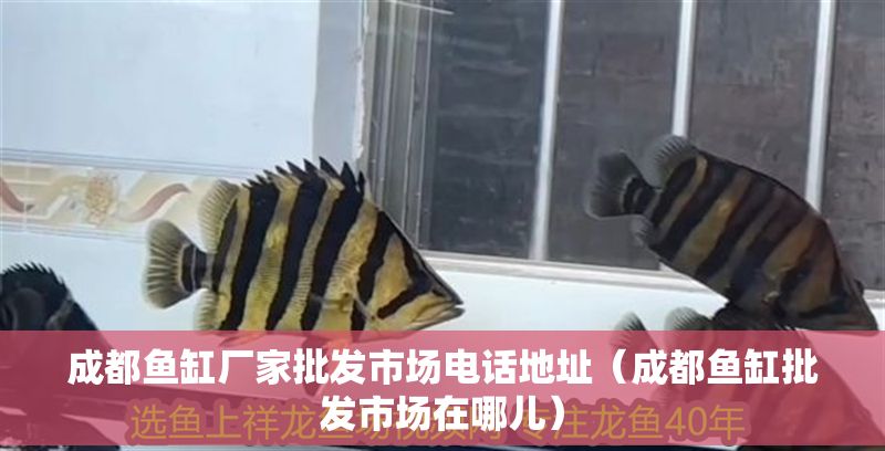 成都魚缸廠家批發市場電話地址（成都魚缸批發市場在哪兒）