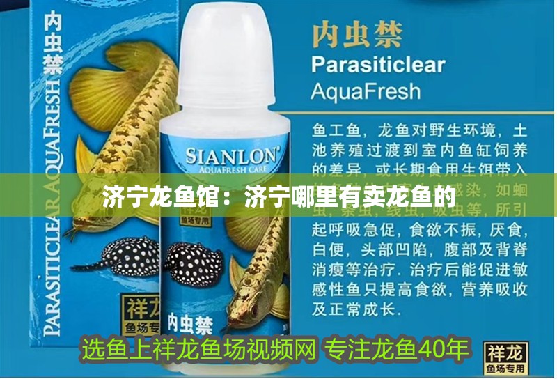 濟寧龍魚館：濟寧哪里有賣龍魚的
