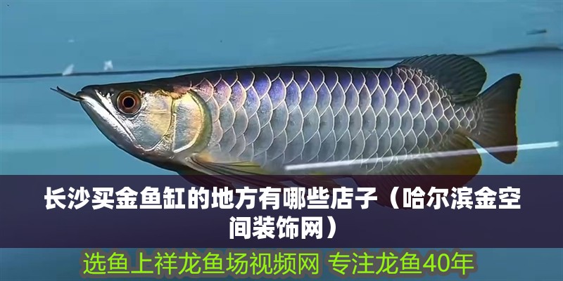 長沙買金魚缸的地方有哪些店子（哈爾濱金空間裝飾網）