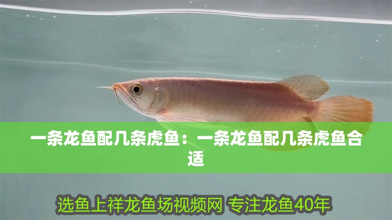 一條龍魚(yú)配幾條虎魚(yú)：一條龍魚(yú)配幾條虎魚(yú)合適