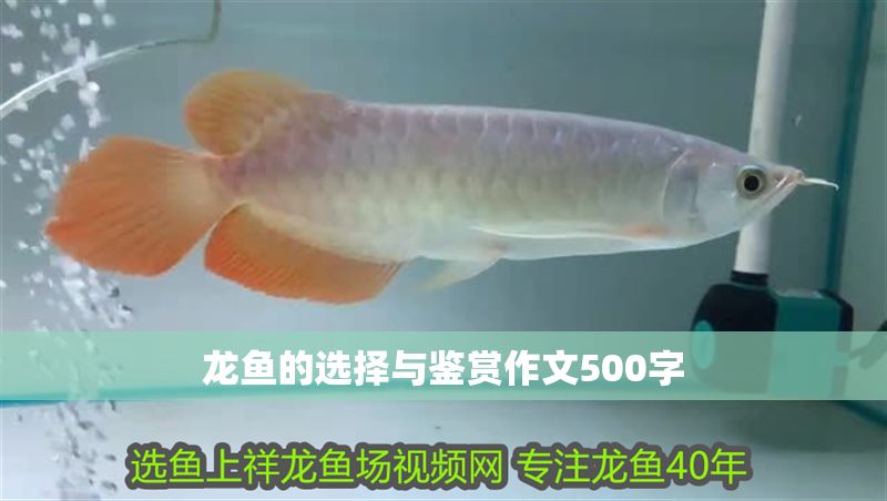 龍魚(yú)的選擇與鑒賞作文500字