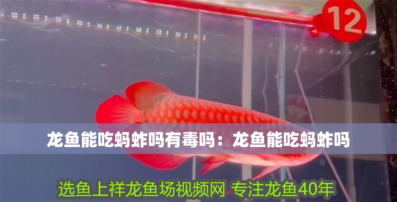 龍魚能吃螞蚱嗎有毒嗎:龍魚能吃螞蚱嗎