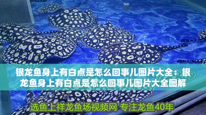 銀龍魚身上有白點是怎么回事兒圖片大全：銀龍魚身上有白點是怎么回事兒圖片大全圖解
