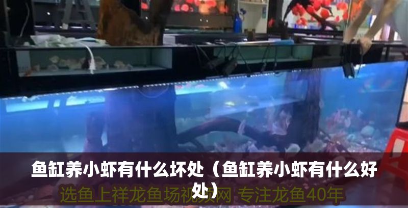 魚缸養小蝦有什么壞處（魚缸養小蝦有什么好處）