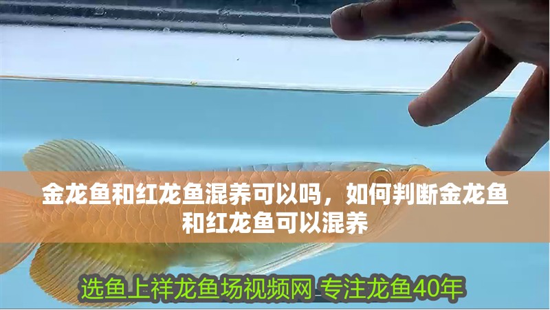 金龍魚和紅龍魚混養可以嗎，如何判斷金龍魚和紅龍魚可以混養