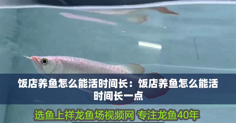 飯店養魚怎么能活時間長：飯店養魚怎么能活時間長一點