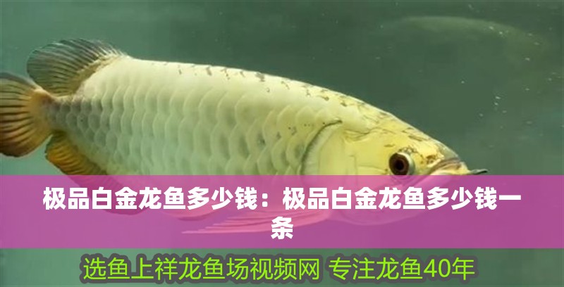 極品白金龍魚多少錢：極品白金龍魚多少錢一條