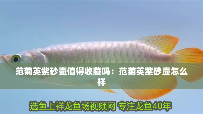 范菊英紫砂壺值得收藏嗎：范菊英紫砂壺怎么樣