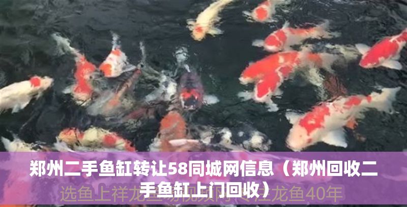 鄭州二手魚缸轉讓58同城網信息（鄭州回收二手魚缸上門回收）
