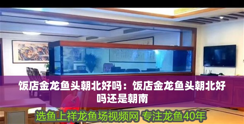 飯店金龍魚頭朝北好嗎：飯店金龍魚頭朝北好嗎還是朝南