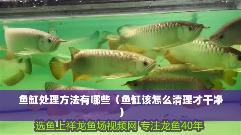 魚缸處理方法有哪些（魚缸該怎么清理才干凈）