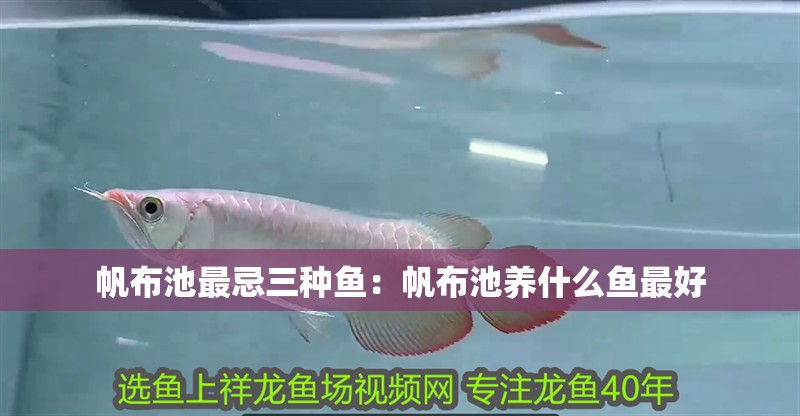 帆布池最忌三種魚:帆布池養什么魚最好 龍魚百科 第1張 帆布池最忌三種魚:帆布池養什么魚最好 帆布池最忌三種魚:帆布池養什么魚最好 龍魚百科 第1張