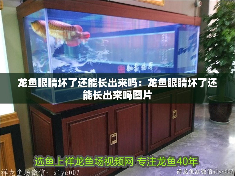龍魚眼睛壞了還能長出來嗎：龍魚眼睛壞了還能長出來嗎圖片 龍魚眼睛壞了還能長出來嗎：龍魚眼睛壞了還能長出來嗎圖片 水族問答