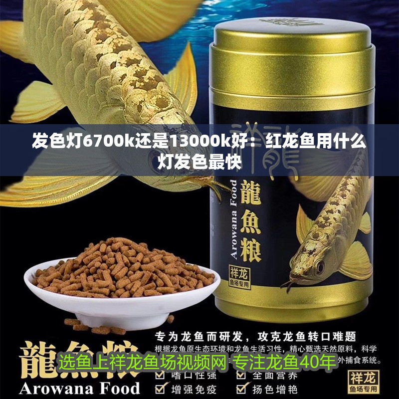 發色燈6700k還是13000k好：紅龍魚用什么燈發色最快