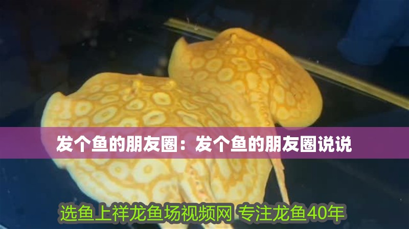 發個魚的朋友圈：發個魚的朋友圈說說
