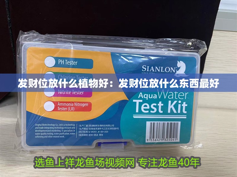 發財位放什么植物好：發財位放什么東西最好