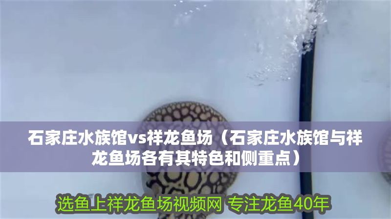 石家莊水族館vs祥龍魚場（石家莊水族館與祥龍魚場各有其特色和側(cè)重點）