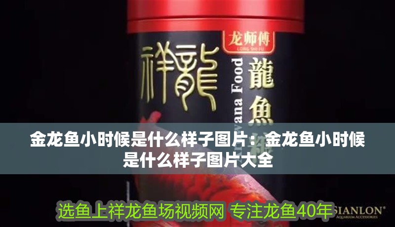 金龍魚小時候是什么樣子圖片：金龍魚小時候是什么樣子圖片大全