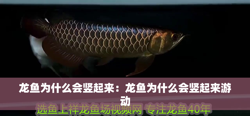 龍魚為什么會豎起來：龍魚為什么會豎起來游動