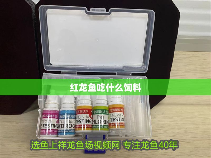 紅龍魚吃什么飼料