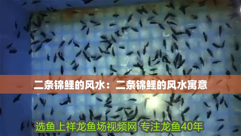 二條錦鯉的風水：二條錦鯉的風水寓意