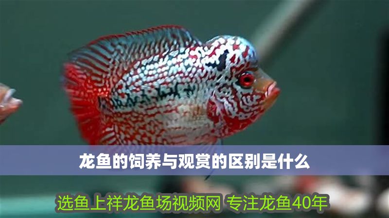 龍魚的飼養與觀賞的區別是什么 龍魚的飼養與觀賞的區別是什么 龍魚百科 第2張