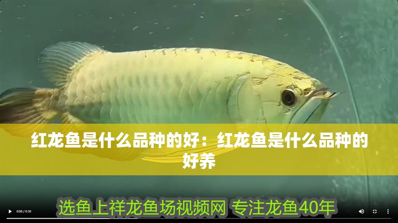 紅龍魚是什么品種的好：紅龍魚是什么品種的好養(yǎng)