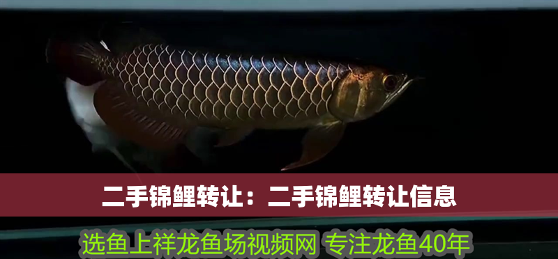 二手錦鯉轉讓：二手錦鯉轉讓信息