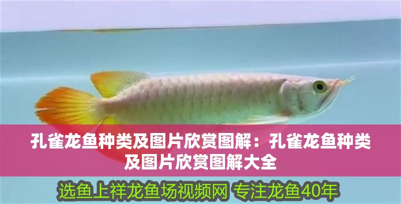 孔雀龍魚種類及圖片欣賞圖解：孔雀龍魚種類及圖片欣賞圖解大全