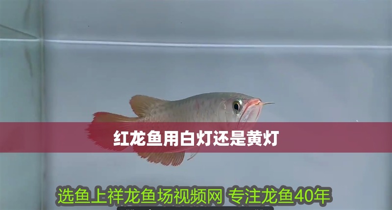紅龍魚用白燈還是黃燈