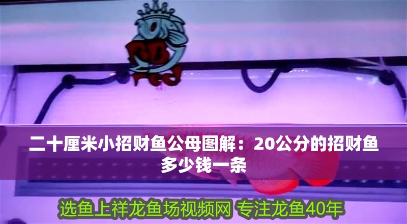 二十厘米小招財魚公母圖解：20公分的招財魚多少錢一條