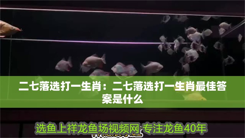 二七落選打一生肖：二七落選打一生肖最佳答案是什么