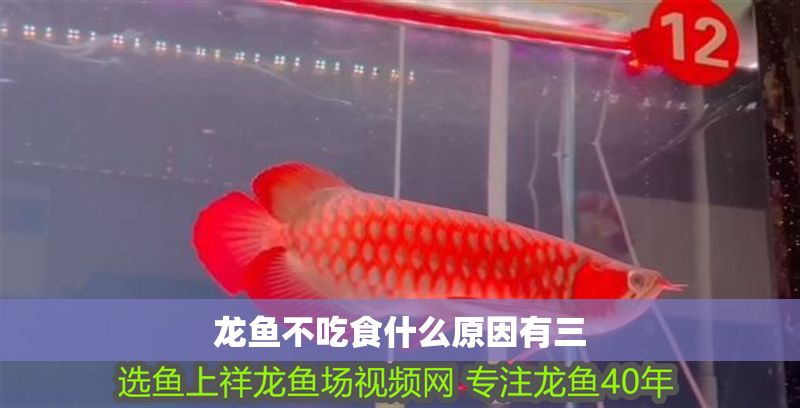 龍魚不吃食什么原因有三