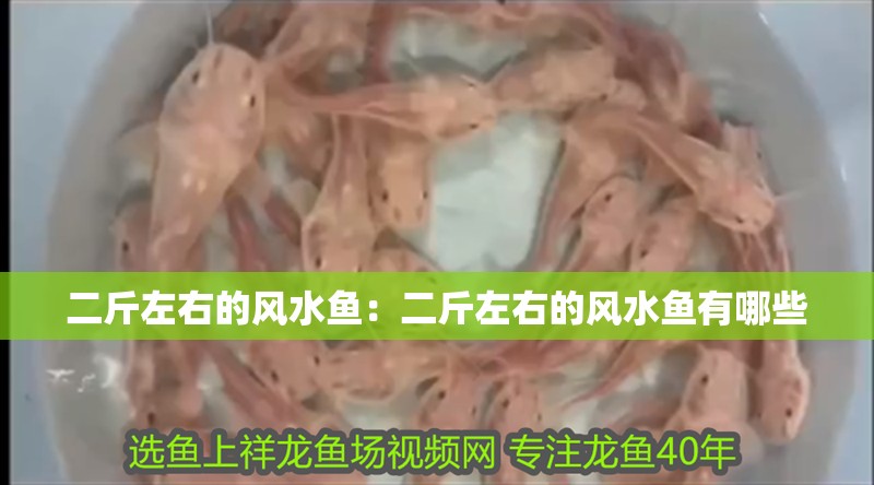 二斤左右的風水魚：二斤左右的風水魚有哪些