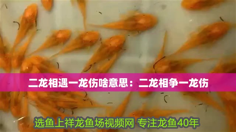 二龍相遇一龍傷啥意思：二龍相爭一龍傷