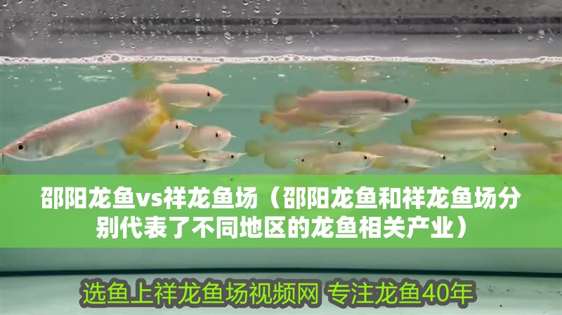 邵陽龍魚vs祥龍魚場（邵陽龍魚和祥龍魚場分別代表了不同地區的龍魚相關產業）
