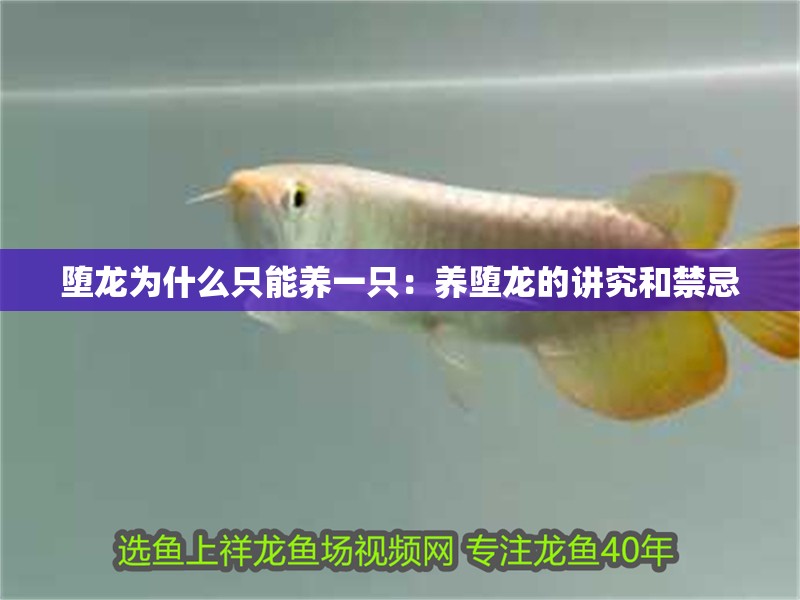 墮龍為什么只能養(yǎng)一只：養(yǎng)墮龍的講究和禁忌