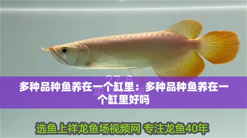 多種品種魚養在一個缸里：多種品種魚養在一個缸里好嗎