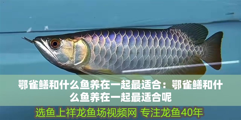 鄂雀鱔和什么魚養在一起最適合：鄂雀鱔和什么魚養在一起最適合呢