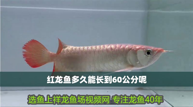 紅龍魚多久能長到60公分呢