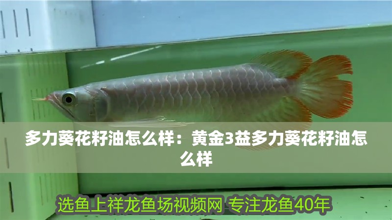 多力葵花籽油怎么樣：黃金3益多力葵花籽油怎么樣