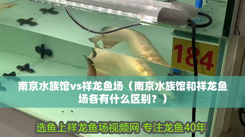 南京水族館vs祥龍魚場(南京水族館和祥龍魚場各有什么區(qū)別?)