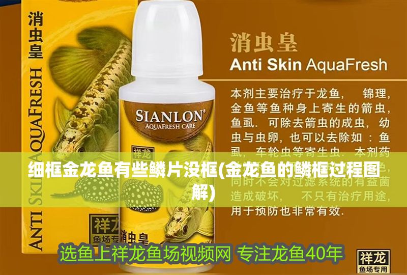 細框金龍魚有些鱗片沒框(金龍魚的鱗框過程圖解)