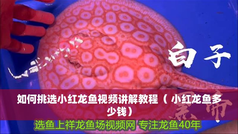 如何挑選小紅龍魚視頻講解教程( 小紅龍魚多少錢) 龍魚百科 第1張 如何挑選小紅龍魚視頻講解教程( 小紅龍魚多少錢) 如何挑選小紅龍魚視頻講解教程( 小紅龍魚多少錢) 龍魚百科 第1張