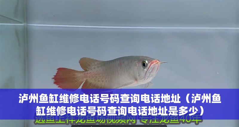 瀘州魚缸維修電話號碼查詢電話地址（瀘州魚缸維修電話號碼查詢電話地址是多少）